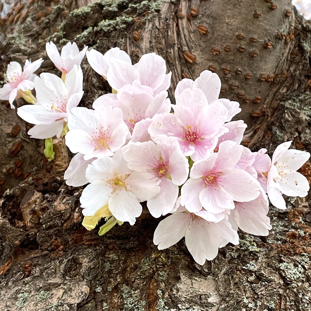 JapanInCPH_Sakura_Flowers_Clos